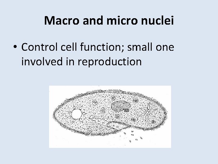 Macro and micro nuclei • Control cell function; small one involved in reproduction 