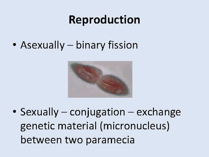 Reproduction • Asexually – binary fission • Sexually – conjugation – exchange genetic material