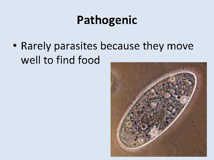 Pathogenic • Rarely parasites because they move well to find food 