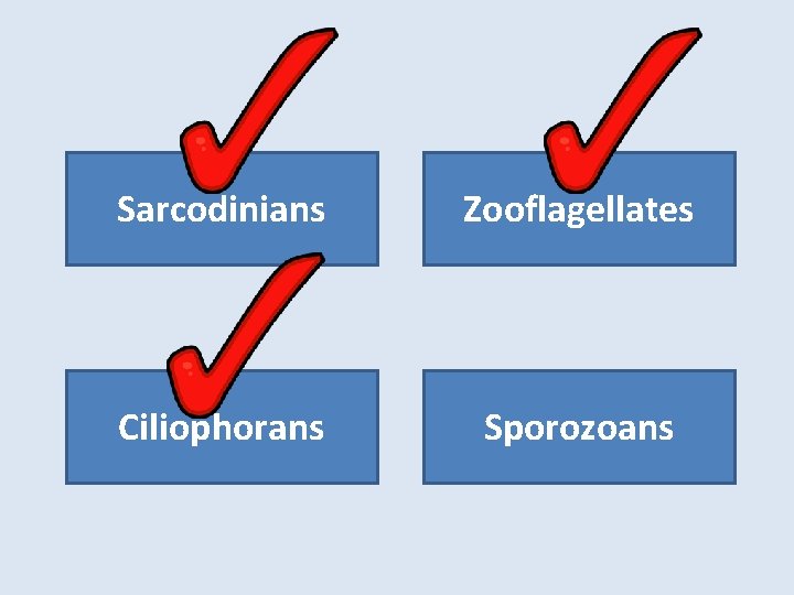 Sarcodinians Zooflagellates Ciliophorans Sporozoans 