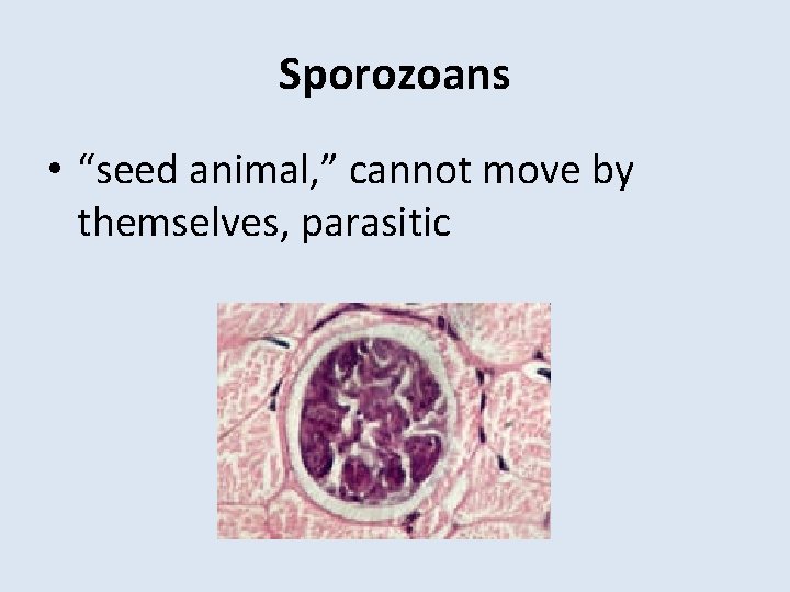 Sporozoans • “seed animal, ” cannot move by themselves, parasitic 