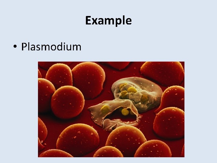 Example • Plasmodium 