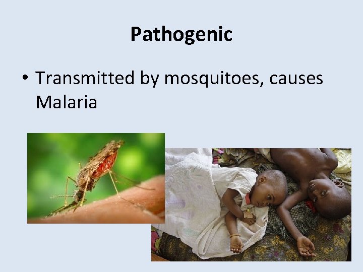 Pathogenic • Transmitted by mosquitoes, causes Malaria 