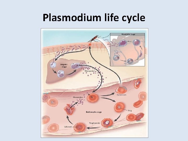 Plasmodium life cycle 