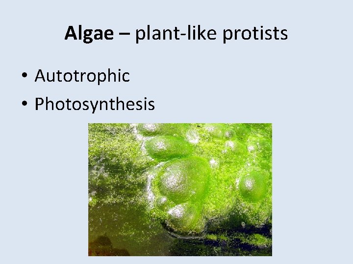 Algae – plant-like protists • Autotrophic • Photosynthesis 