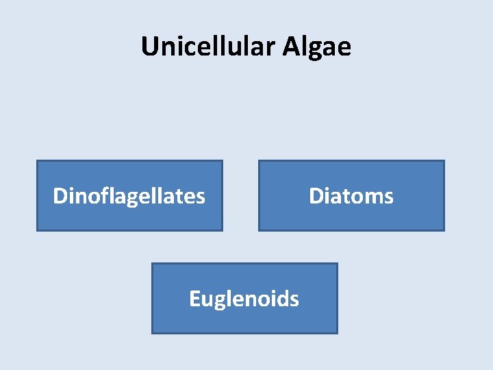 Unicellular Algae Dinoflagellates Euglenoids Diatoms 