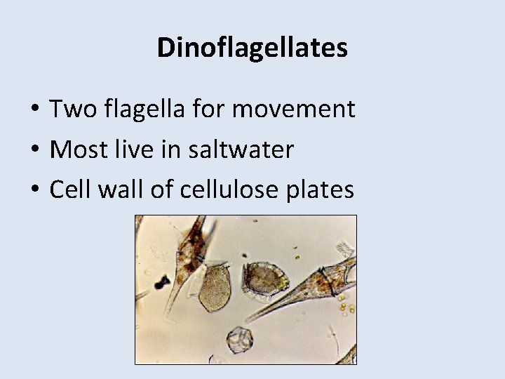 Dinoflagellates • Two flagella for movement • Most live in saltwater • Cell wall