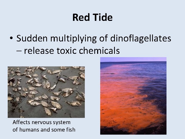 Red Tide • Sudden multiplying of dinoflagellates – release toxic chemicals Affects nervous system