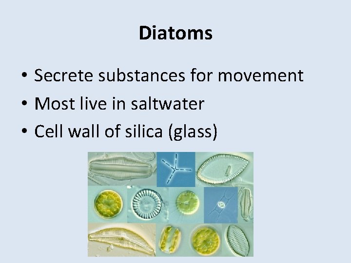 Diatoms • Secrete substances for movement • Most live in saltwater • Cell wall