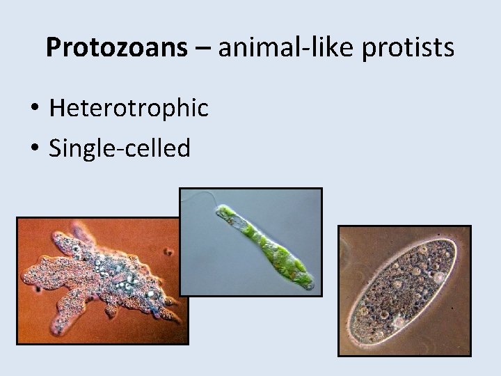 Protozoans – animal-like protists • Heterotrophic • Single-celled 