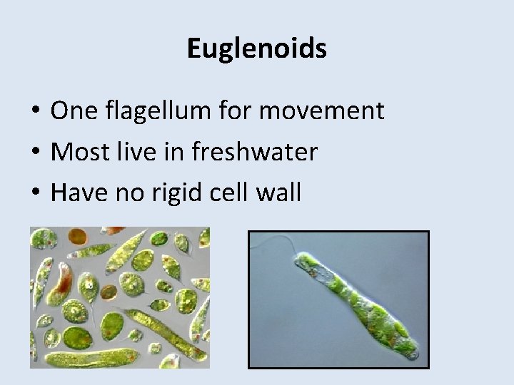 Euglenoids • One flagellum for movement • Most live in freshwater • Have no