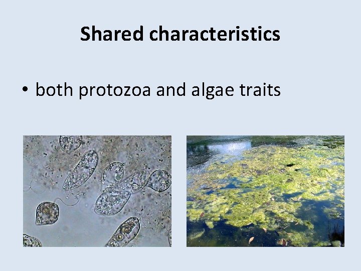 Shared characteristics • both protozoa and algae traits 