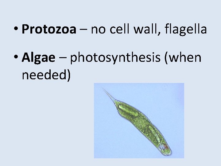  • Protozoa – no cell wall, flagella • Algae – photosynthesis (when needed)