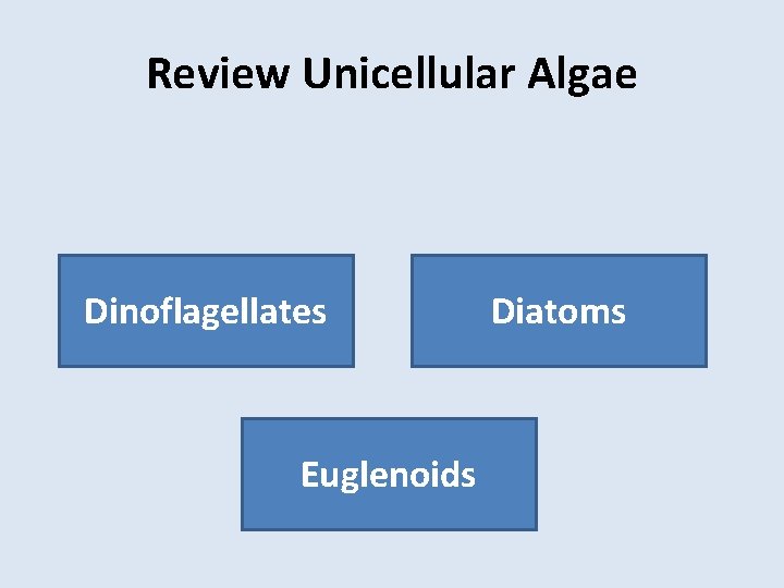 Review Unicellular Algae Dinoflagellates Euglenoids Diatoms 