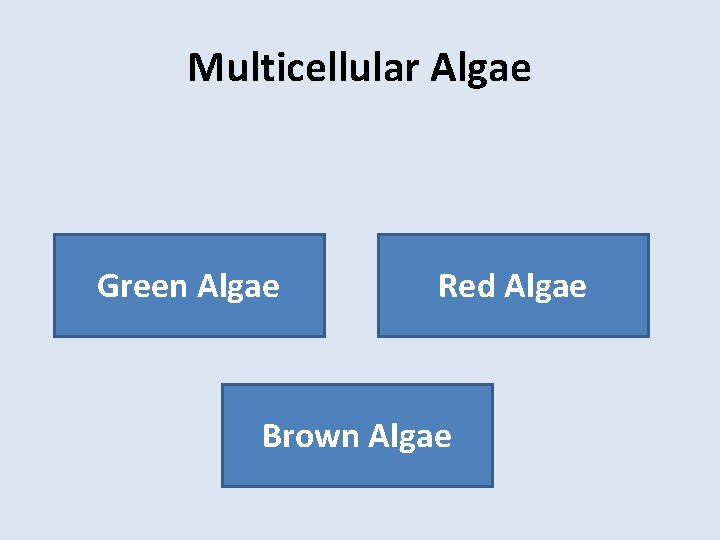 Multicellular Algae Green Algae Red Algae Brown Algae 