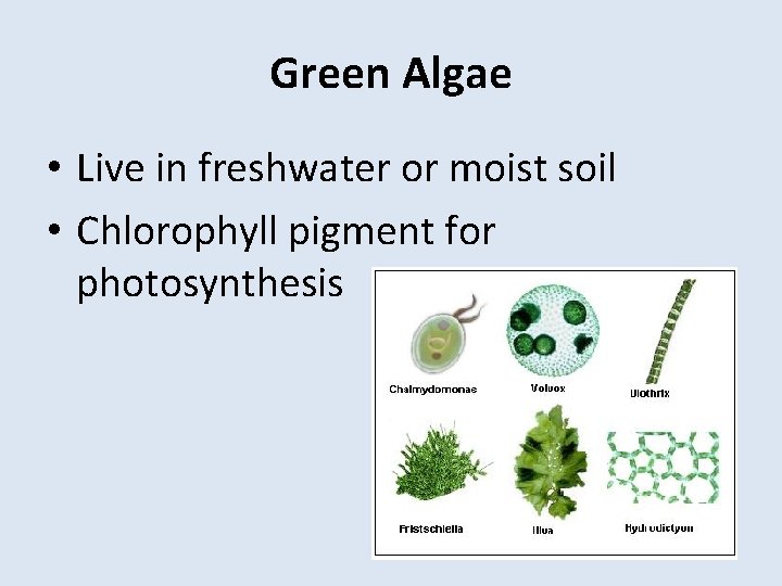 Green Algae • Live in freshwater or moist soil • Chlorophyll pigment for photosynthesis