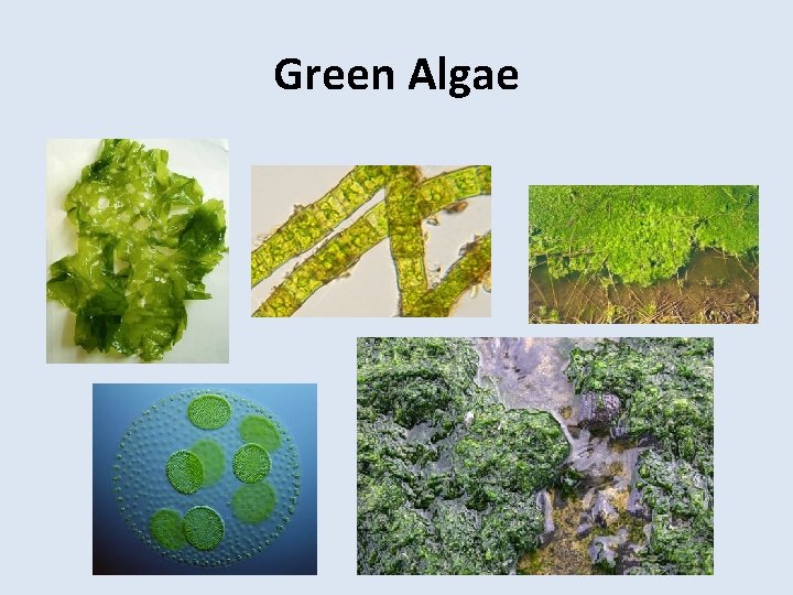 Green Algae 