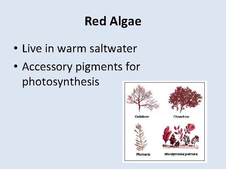 Red Algae • Live in warm saltwater • Accessory pigments for photosynthesis 
