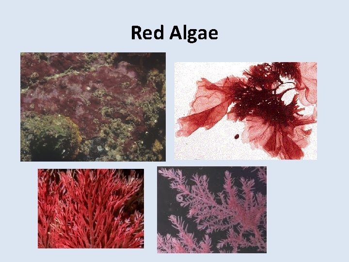 Red Algae 