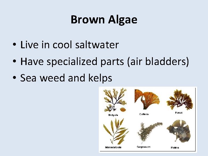 Brown Algae • Live in cool saltwater • Have specialized parts (air bladders) •