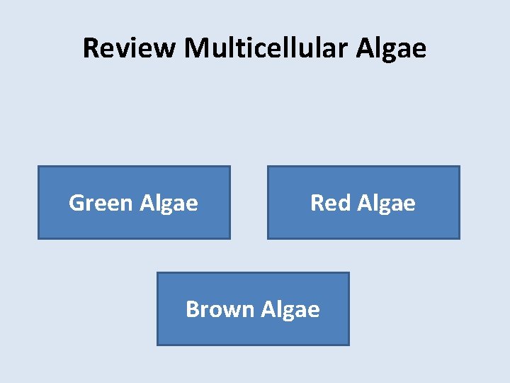 Review Multicellular Algae Green Algae Red Algae Brown Algae 