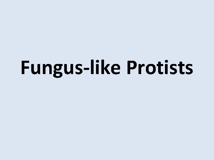 Fungus-like Protists 
