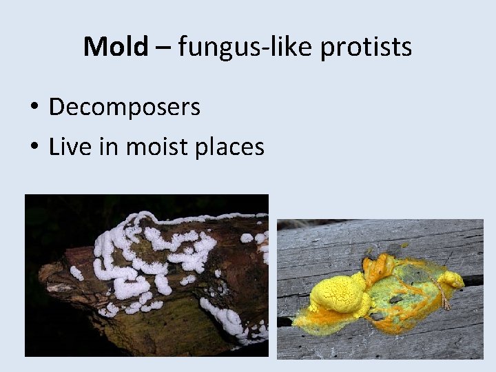Mold – fungus-like protists • Decomposers • Live in moist places 
