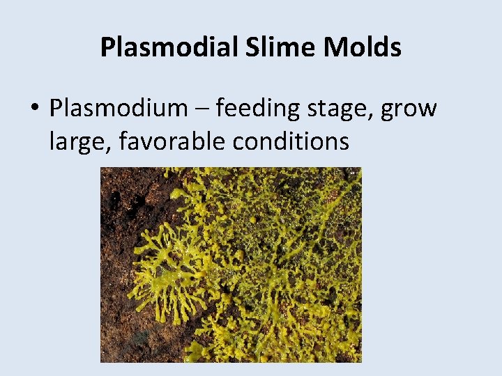 Plasmodial Slime Molds • Plasmodium – feeding stage, grow large, favorable conditions 