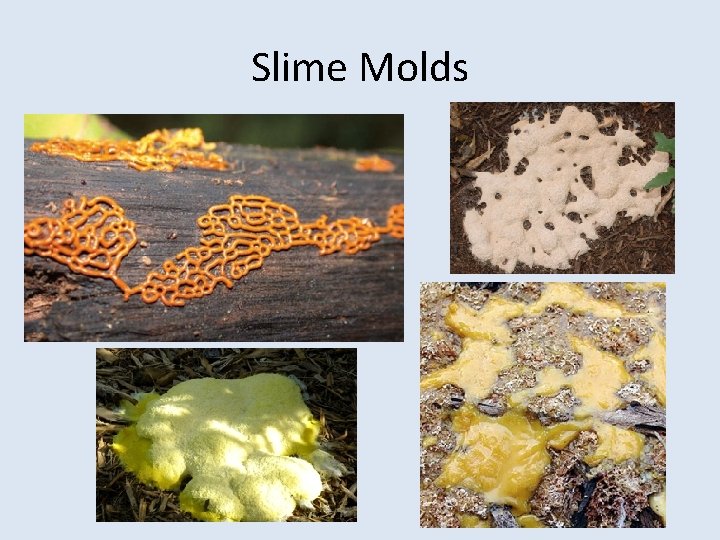 Slime Molds 