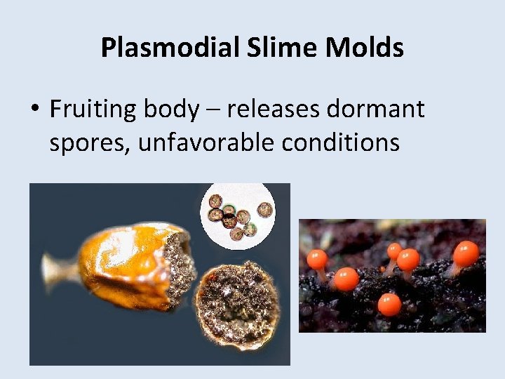 Plasmodial Slime Molds • Fruiting body – releases dormant spores, unfavorable conditions 