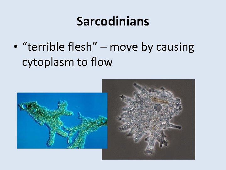 Sarcodinians • “terrible flesh” – move by causing cytoplasm to flow 