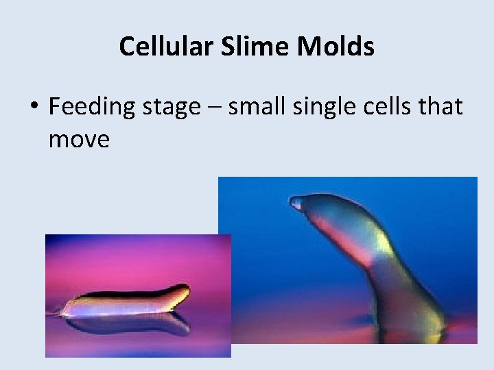 Cellular Slime Molds • Feeding stage – small single cells that move 
