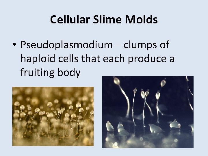 Cellular Slime Molds • Pseudoplasmodium – clumps of haploid cells that each produce a