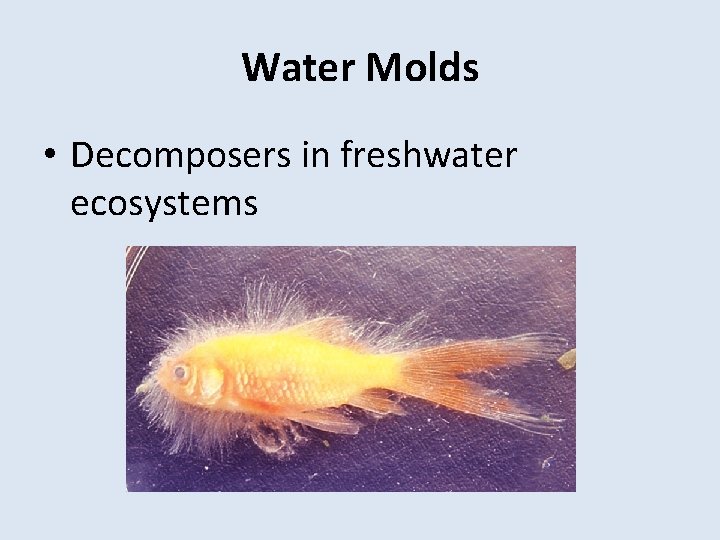 Water Molds • Decomposers in freshwater ecosystems 