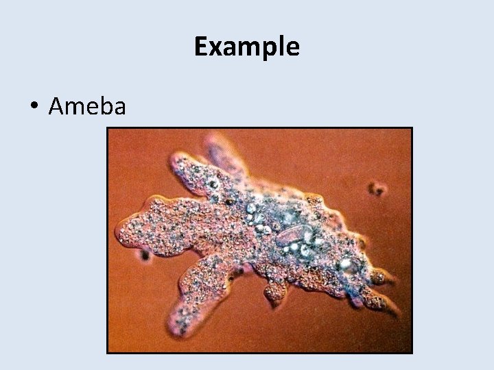 Example • Ameba 