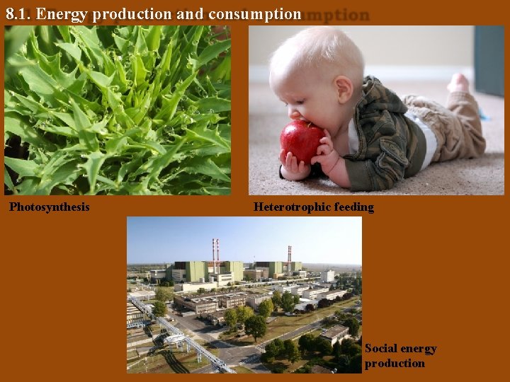 8. 1. Energy production and consumption Photosynthesis Heterotrophic feeding Social energy production 