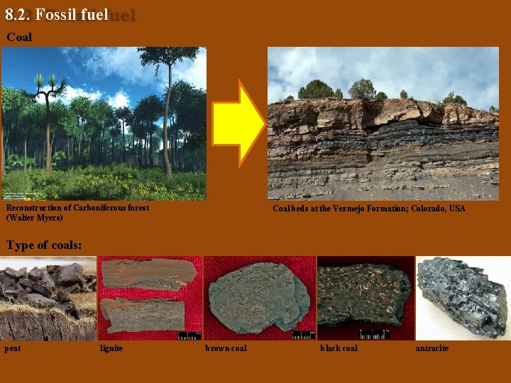 8. 2. Fossil fuel Coal Reconstruction of Carboniferous forest (Walter Myers) Coal beds at