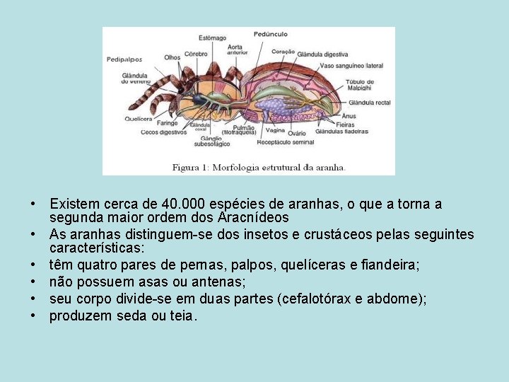  • Existem cerca de 40. 000 espécies de aranhas, o que a torna