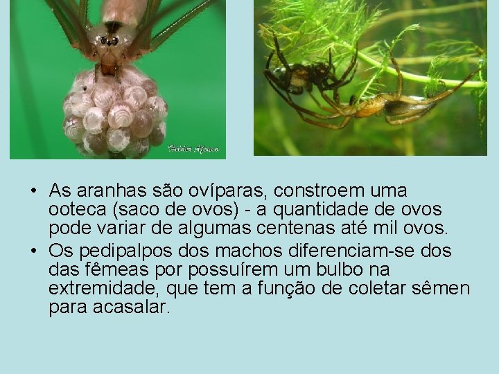  • As aranhas são ovíparas, constroem uma ooteca (saco de ovos) - a
