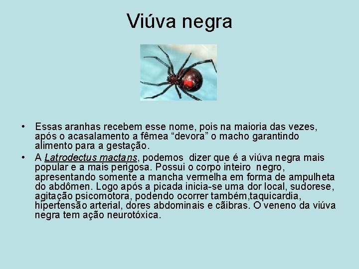 Viúva negra • Essas aranhas recebem esse nome, pois na maioria das vezes, após