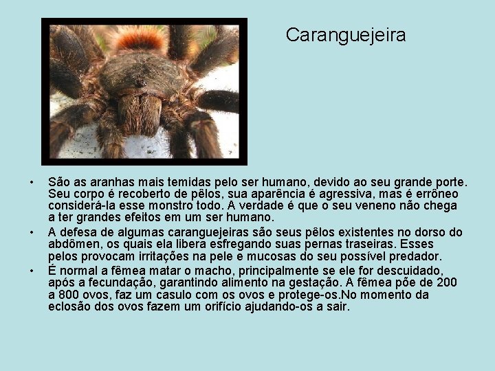 Caranguejeira • • • São as aranhas mais temidas pelo ser humano, devido ao