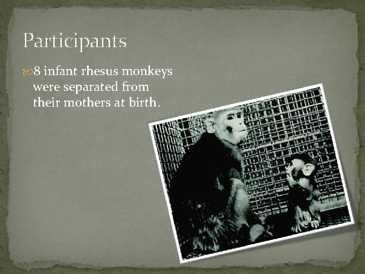 Participants 8 infant rhesus monkeys were separated from their mothers at birth. 