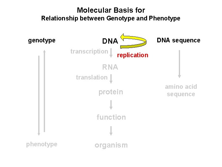 Molecular Basis for Relationship between Genotype and Phenotype genotype DNA transcription DNA sequence replication
