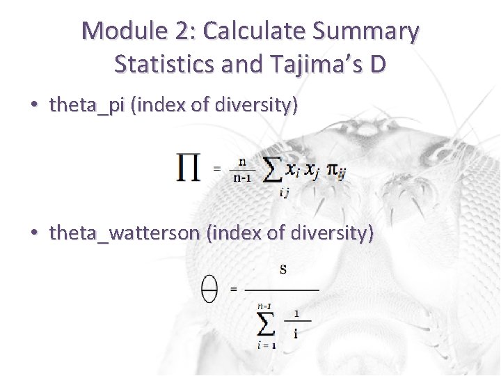 Module 2: Calculate Summary Statistics and Tajima’s D • theta_pi (index of diversity) •