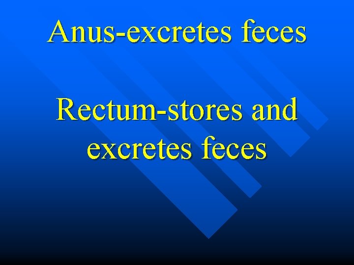 Anus-excretes feces Rectum-stores and excretes feces 