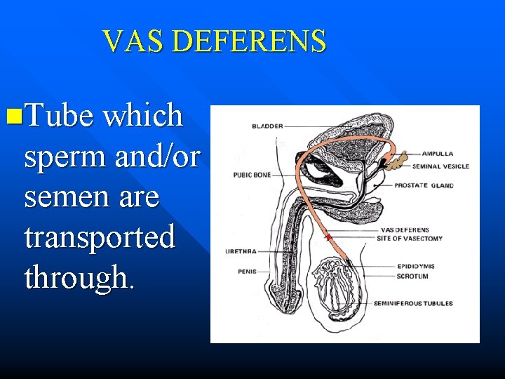 VAS DEFERENS n. Tube which sperm and/or semen are transported through. 