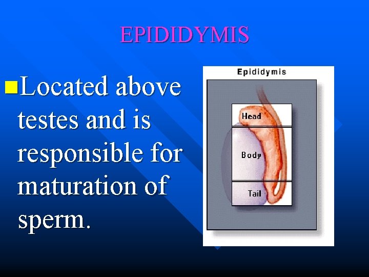 EPIDIDYMIS n. Located above testes and is responsible for maturation of sperm. 