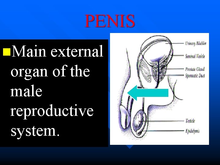 PENIS n. Main external organ of the male reproductive system. 