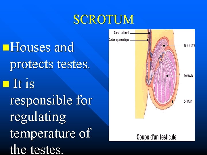 SCROTUM n. Houses and protects testes. n It is responsible for regulating temperature of