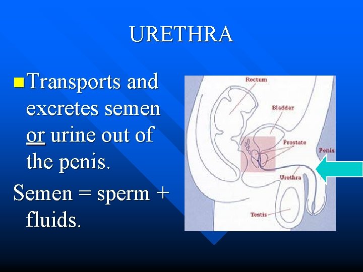 URETHRA n Transports and excretes semen or urine out of the penis. Semen =